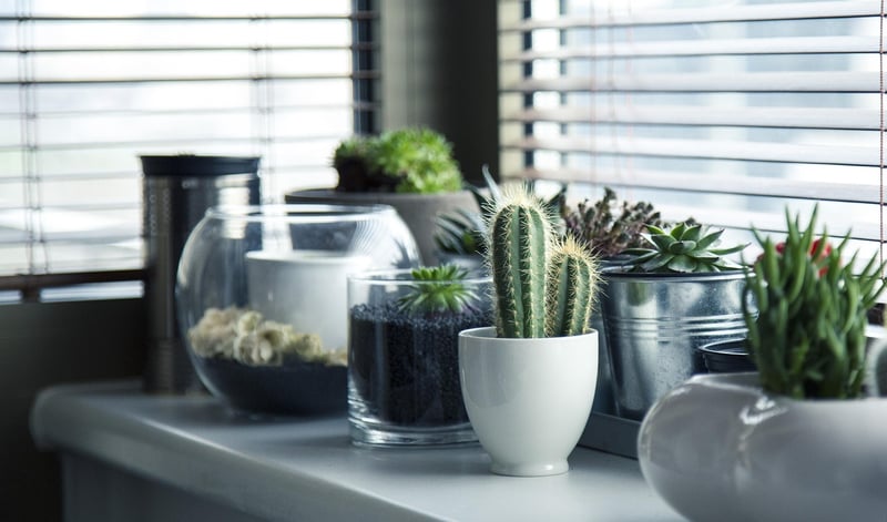 Indoor Gardening