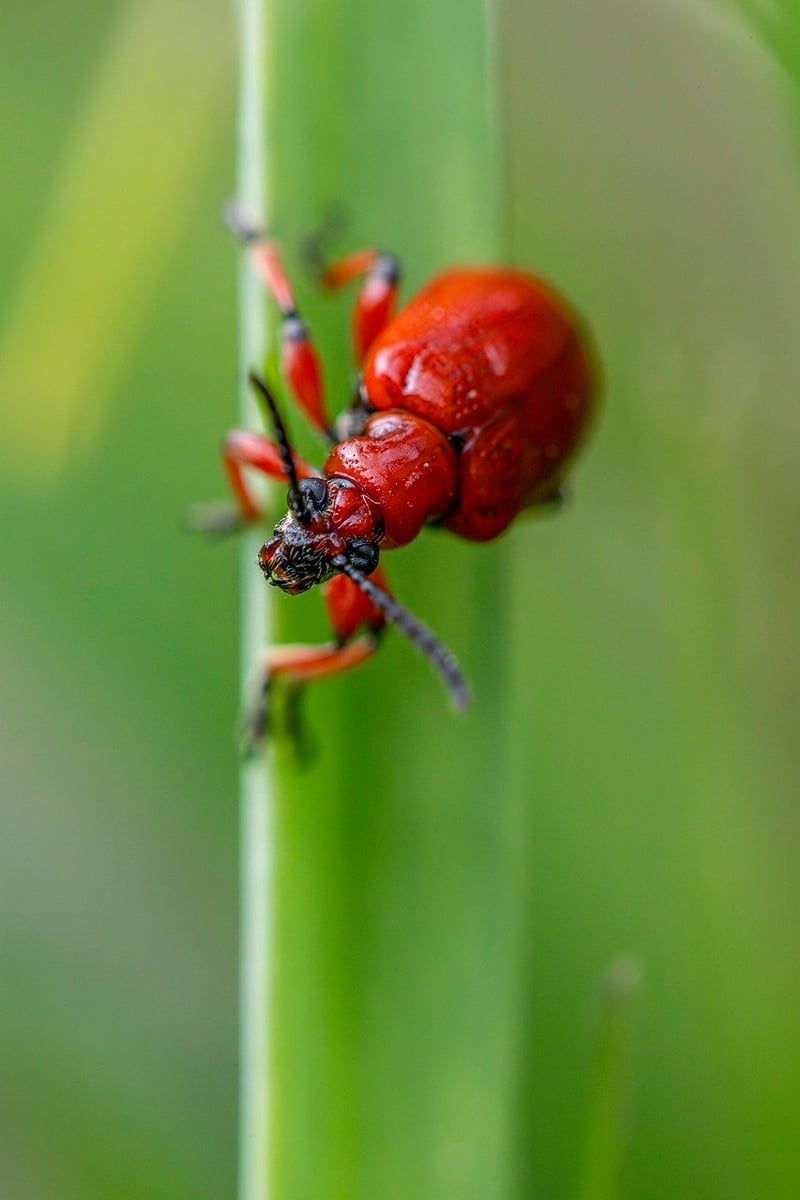 Pest Prevention